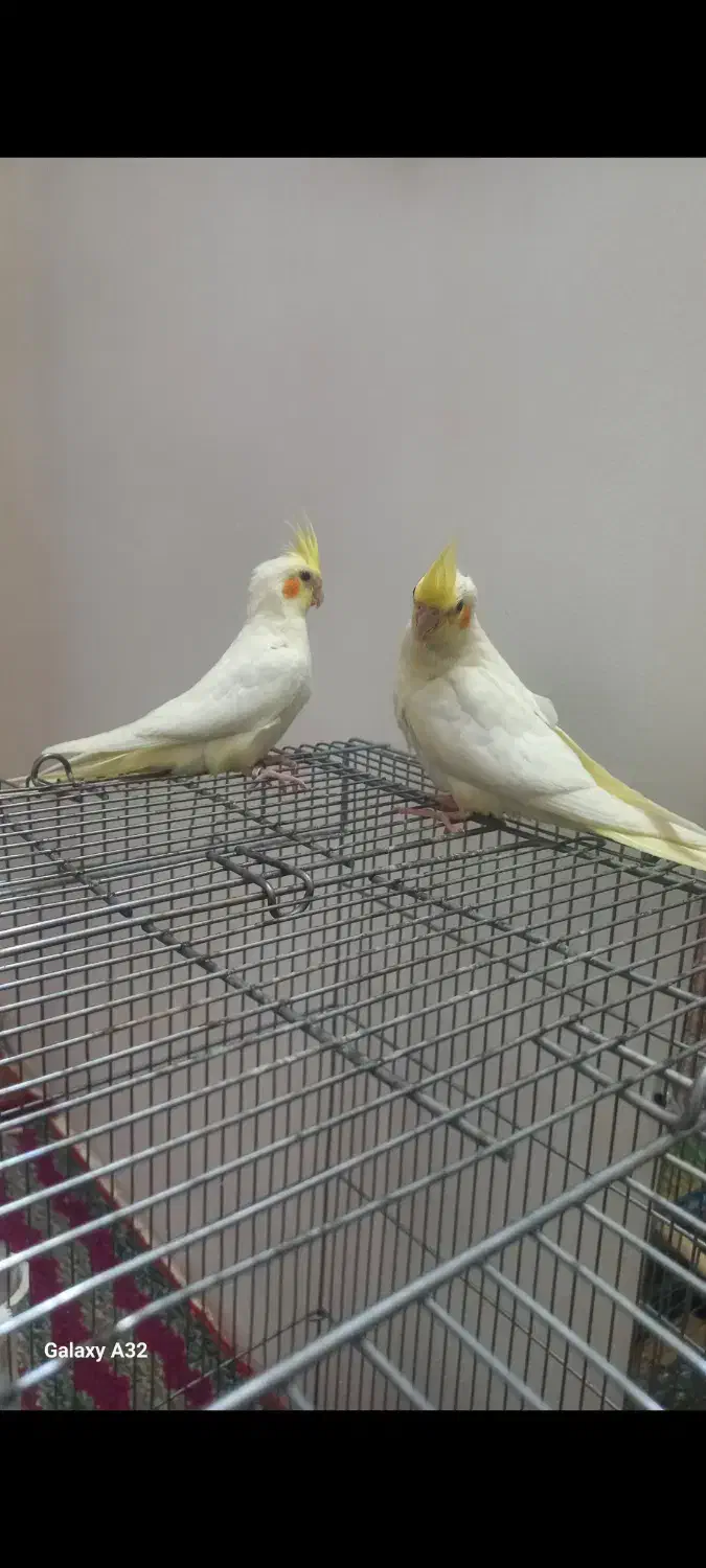 عروس هلندی جوجه|پرنده|فلاورجان, |دیوار