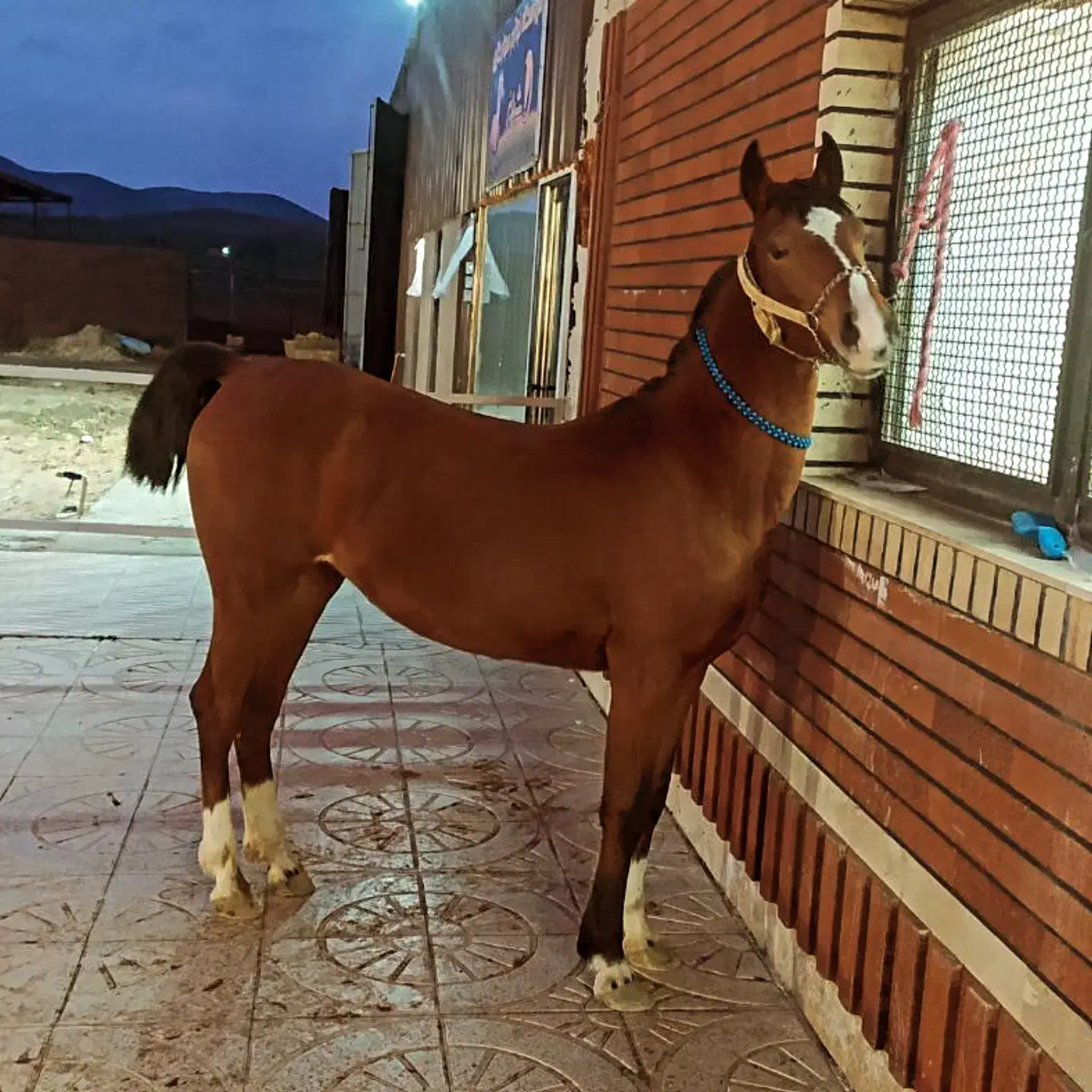 مادیان اصیل کرد|اسب و تجهیزات اسبسواری|سقز, |دیوار