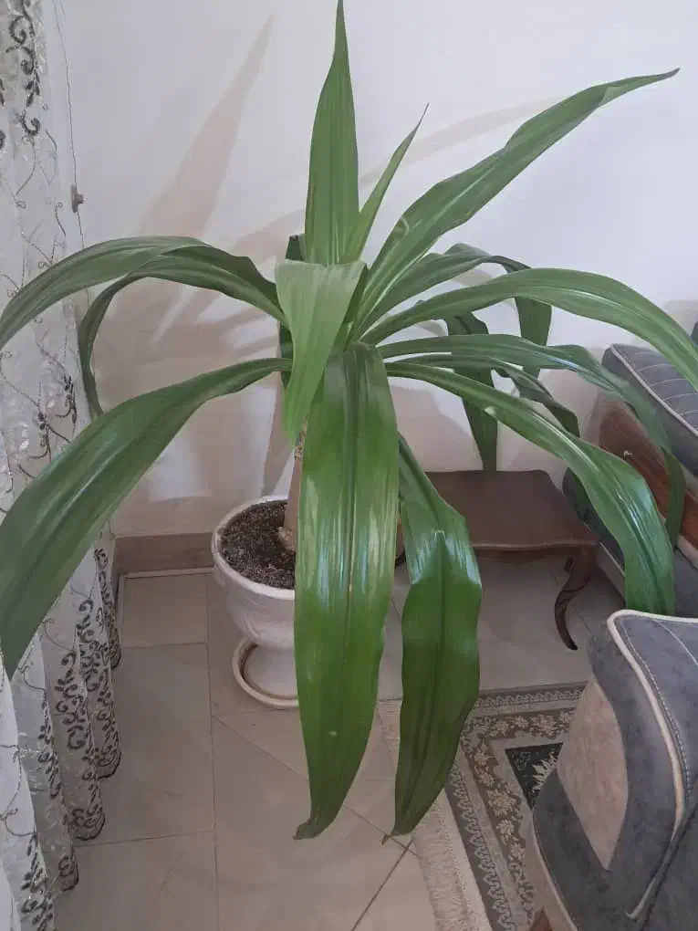 اشک ملکه|گل و گیاه طبیعی|شاهینشهر, خانه کارگر|دیوار