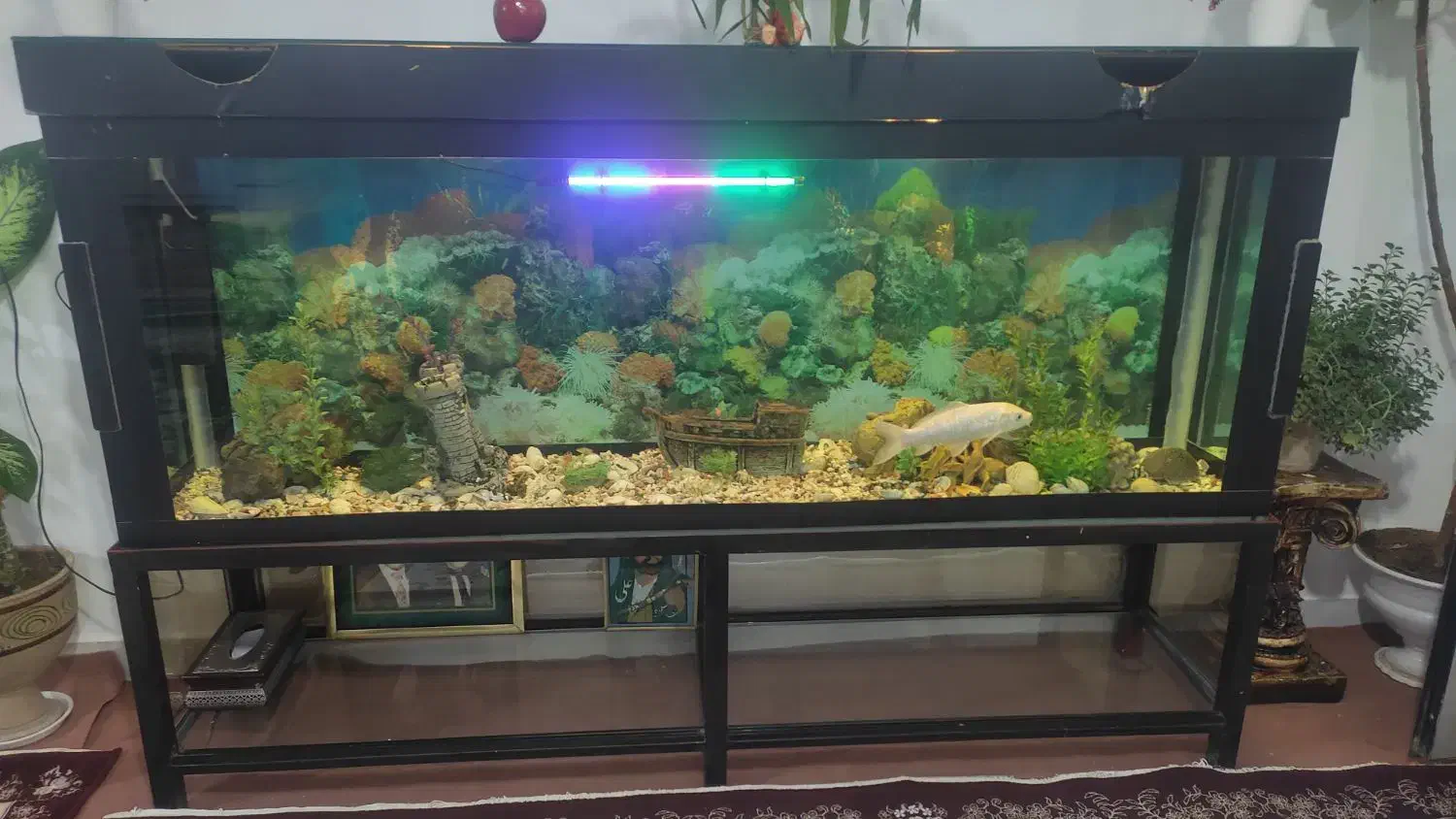 آکواریوم|ماهی|میاندوآب, |دیوار