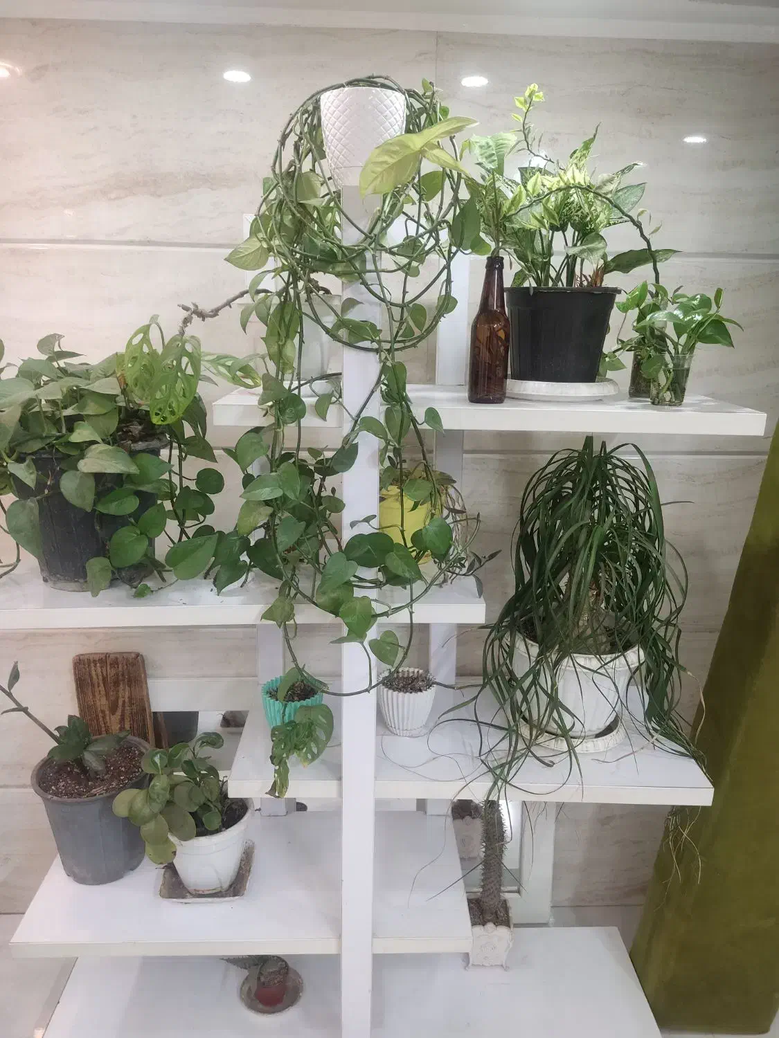 استند گل|گل و گیاه طبیعی|گنبد کاووس, |دیوار