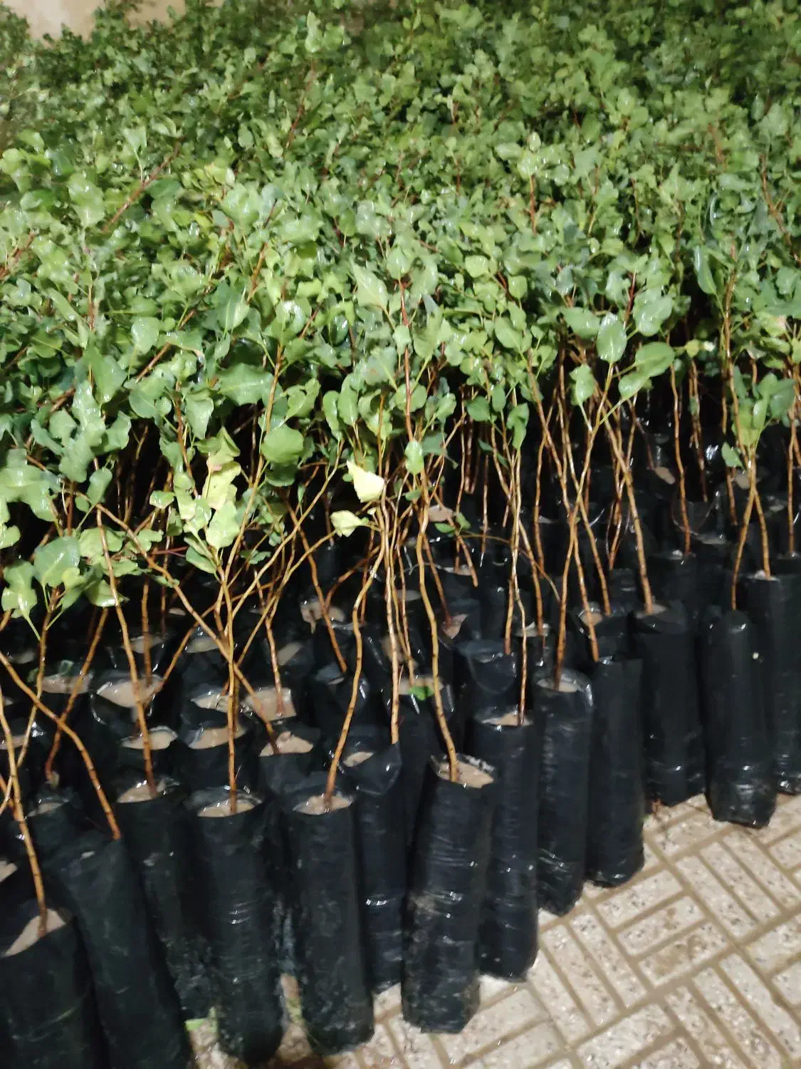 ارقام مختلف نهال پسته ۱ساله و۲ساله|گل و گیاه طبیعی|شاهین‌شهر, گزبرخوار|دیوار