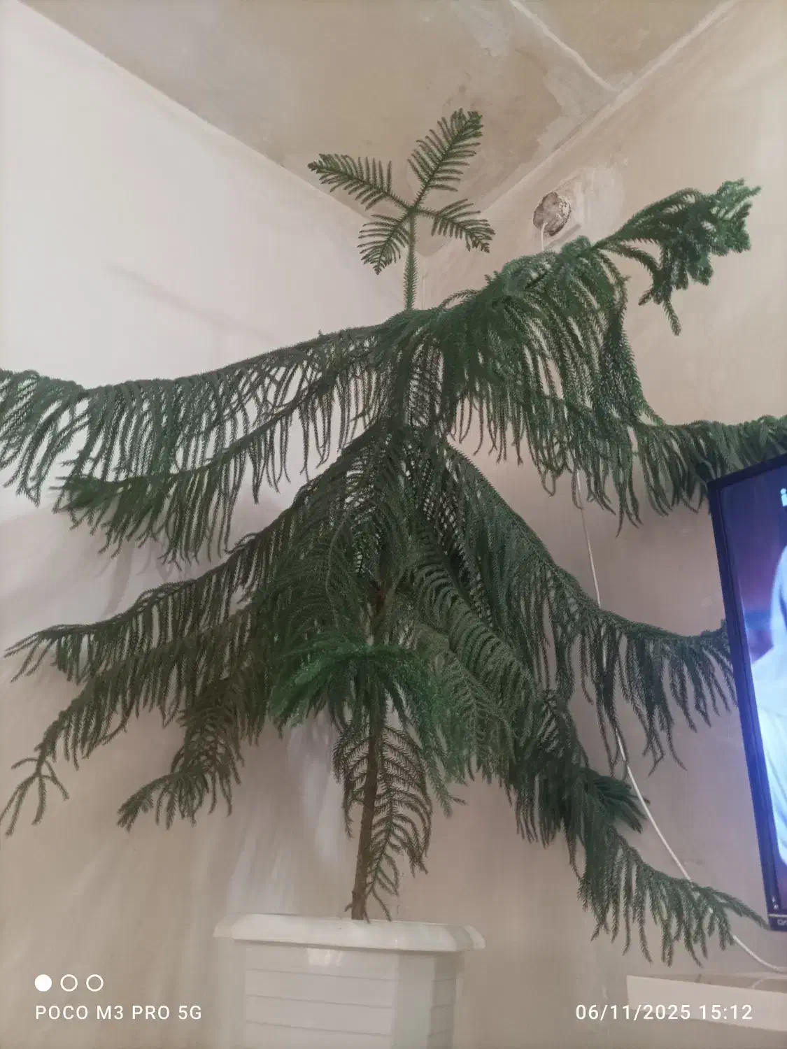 گل ساختمانی|گل و گیاه طبیعی|خنداب, |دیوار