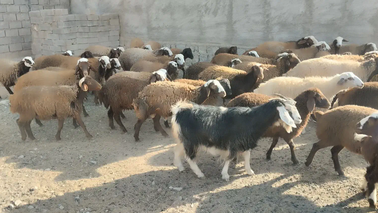 فروش بز|حیوانات مزرعه|شاهیوند, |دیوار