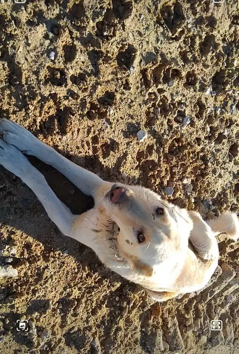 سگ گله|سگ|خمین, |دیوار