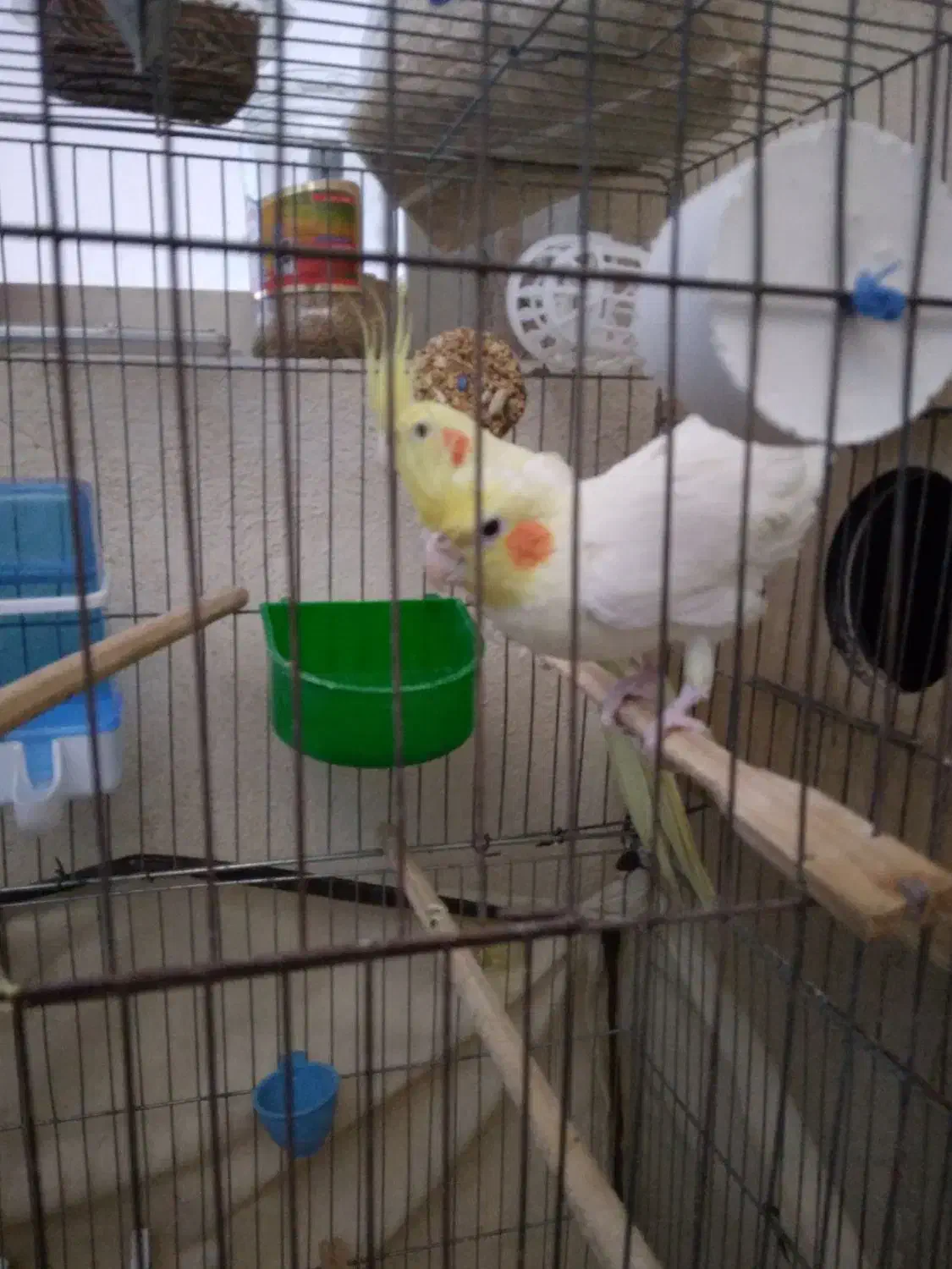 عروس هلندی ۱. ساله شرط تخم جوجه فروش فوری|پرنده|لالی, |دیوار