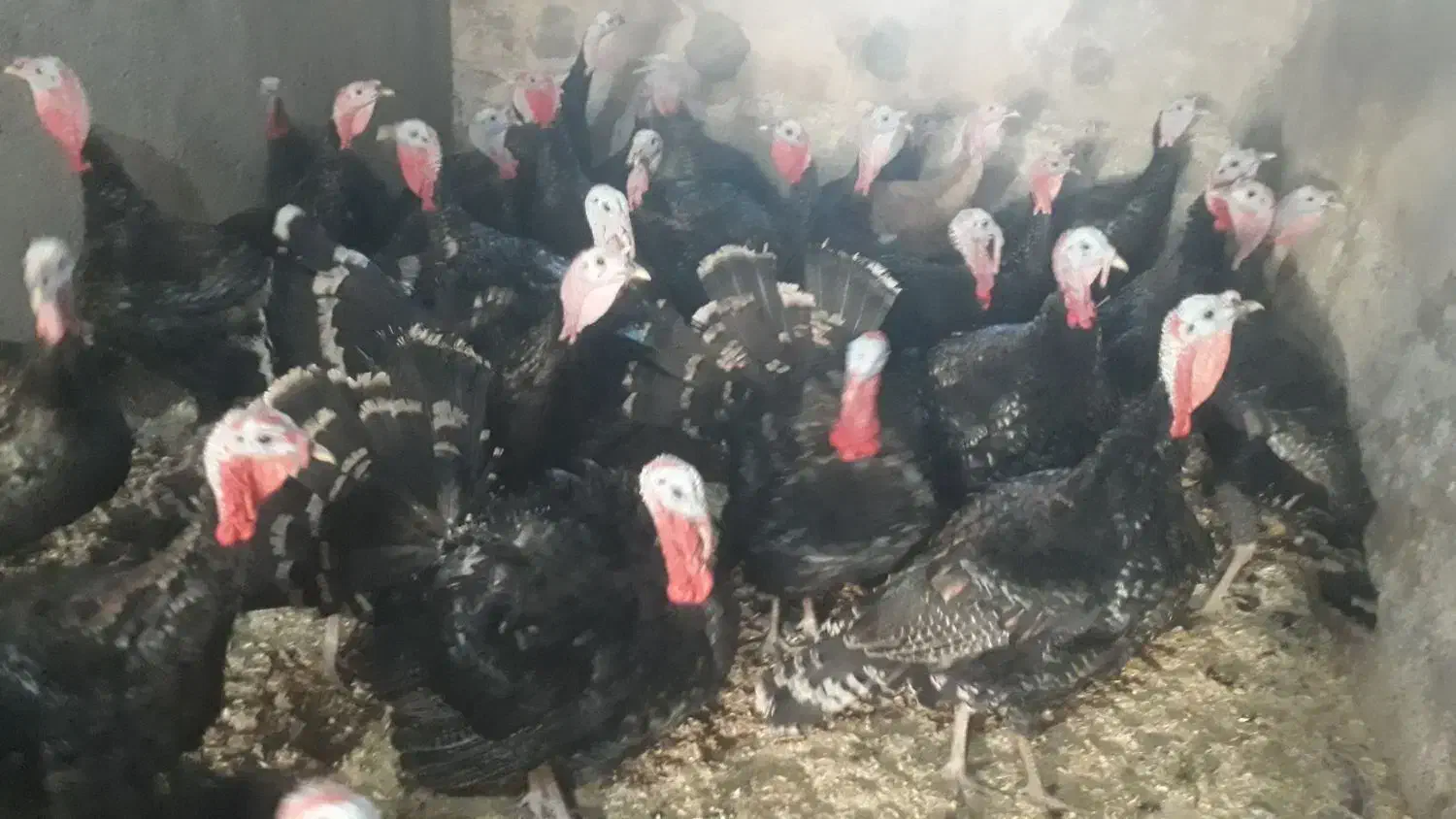 بوقلمون نر|حیوانات مزرعه|همدان, |دیوار