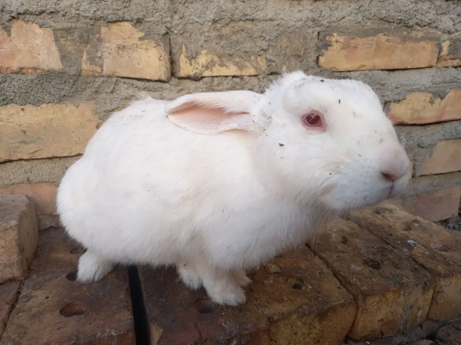 خرگوش ماده|موش و خرگوش|نیشابور, شهید بهشتی|دیوار