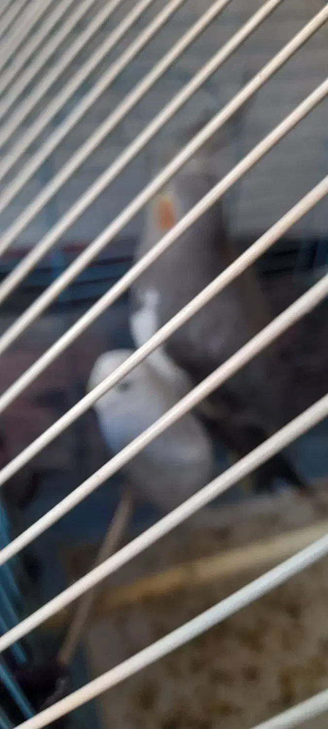 عروس هلندی وعشق باقفس|پرنده|جلین, |دیوار