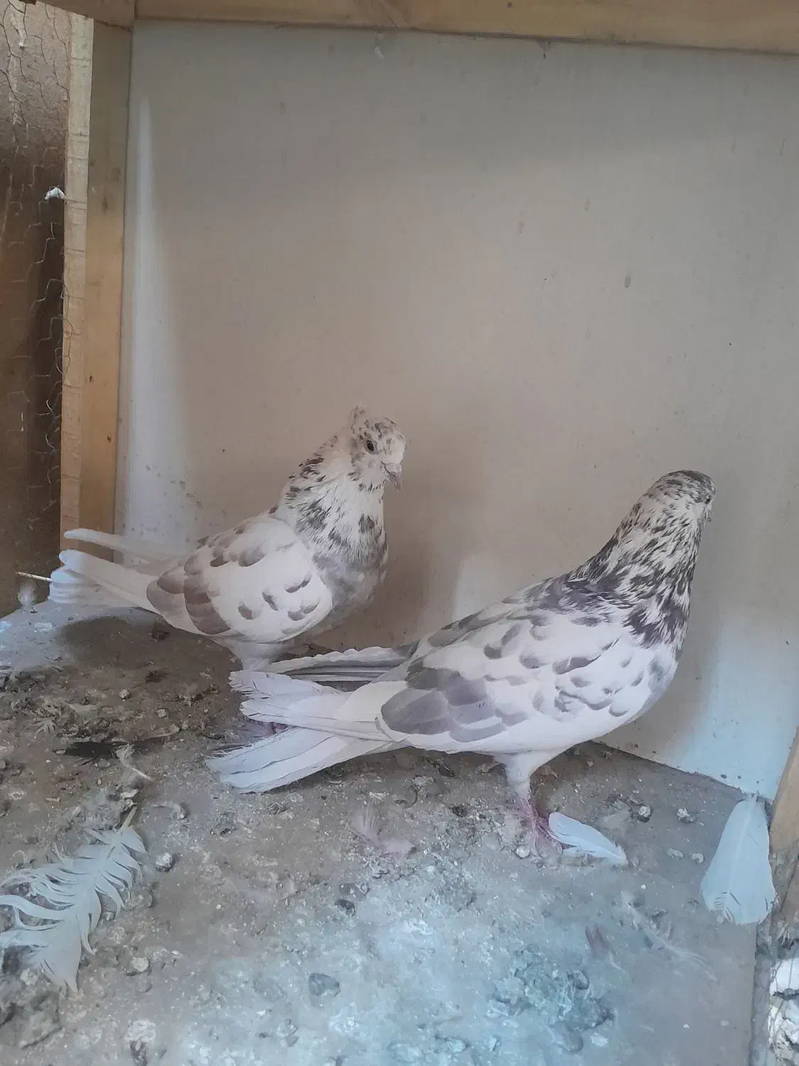 کفتر کبوتر خوب|پرنده|تهران, بیسیم|دیوار