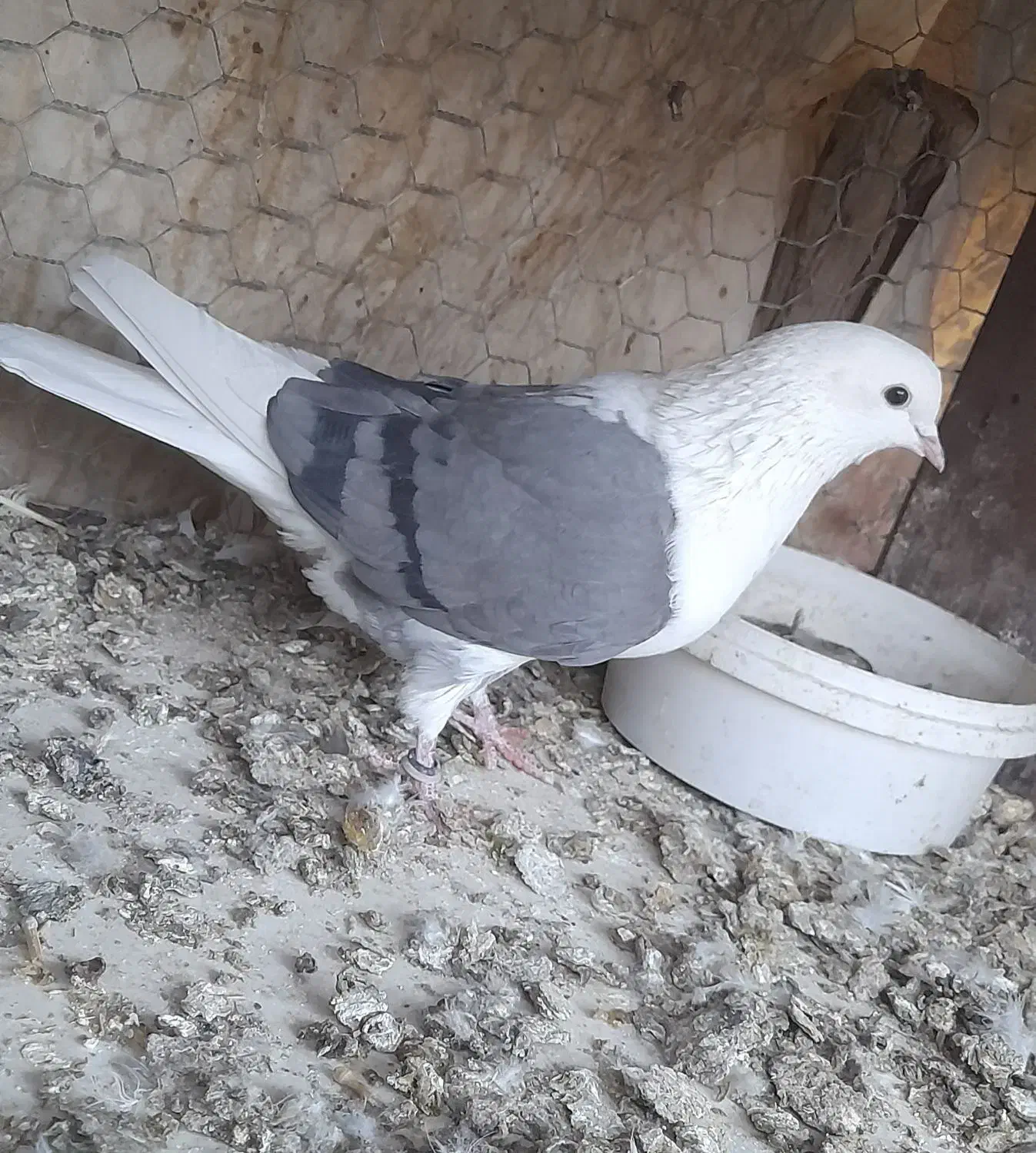 کبوتر ماده دوکت سبز پرشی|پرنده|فلاورجان, |دیوار