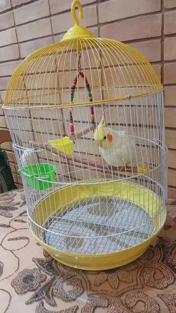 عروس هلندی|پرنده|تهران, گلاب دره|دیوار