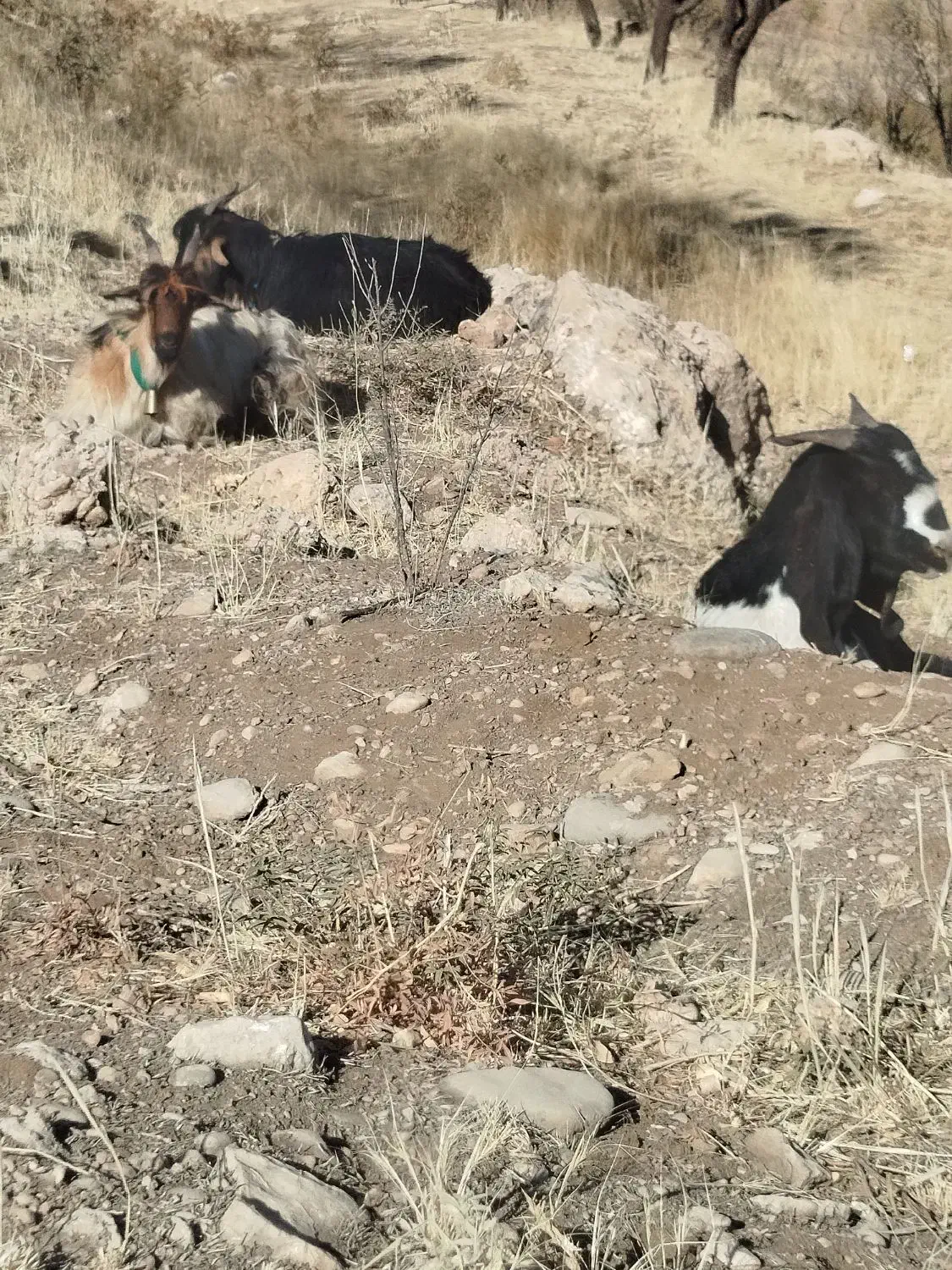 بز میش دوبر|حیوانات مزرعه|اردل, |دیوار