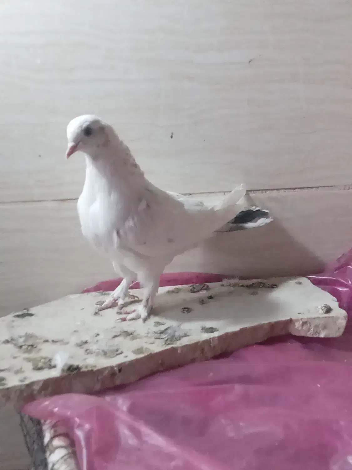 کبوتر نشون دار|پرنده|قم, پردیسان|دیوار