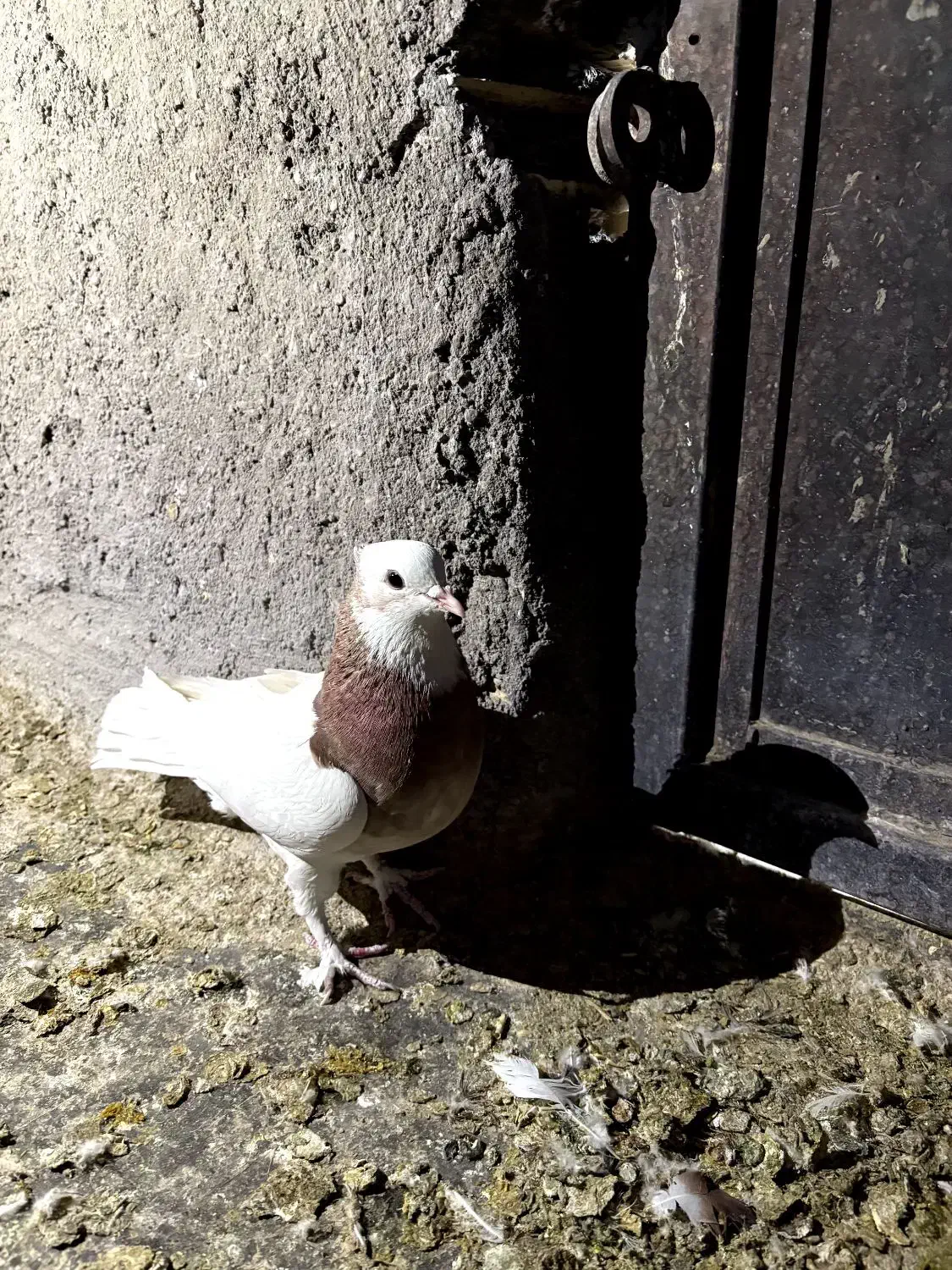 کله ای|پرنده|بم, |دیوار