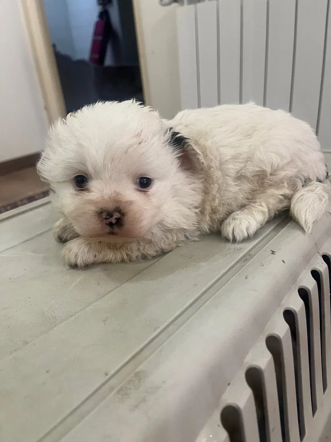 توله سگ ۴ عدد|سگ|تبریز, |دیوار