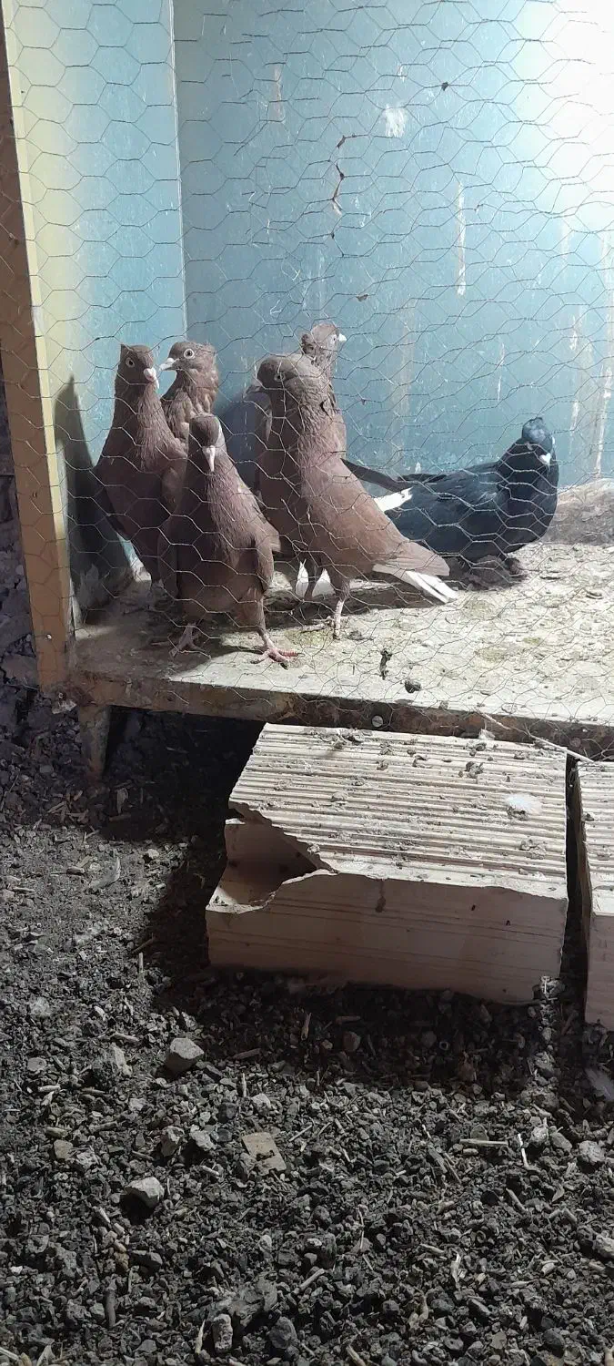 کفتر رنگه|پرنده|باشتین, |دیوار