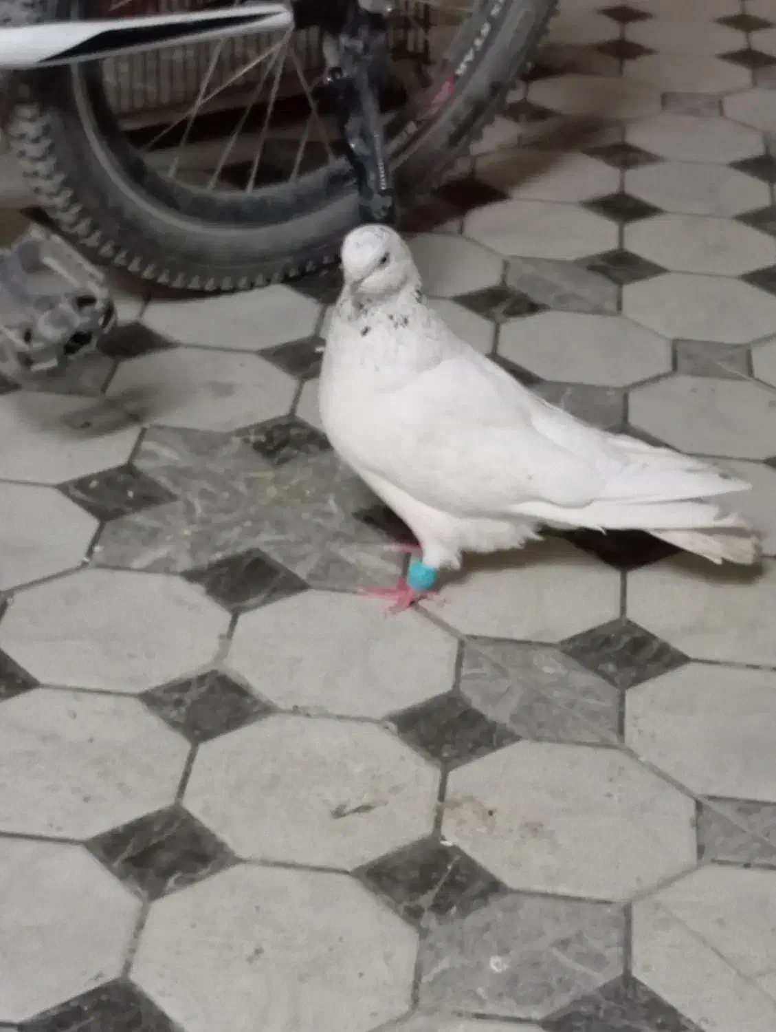 کبوتر شیخ ابری گرفتنی|پرنده|آبادان, |دیوار