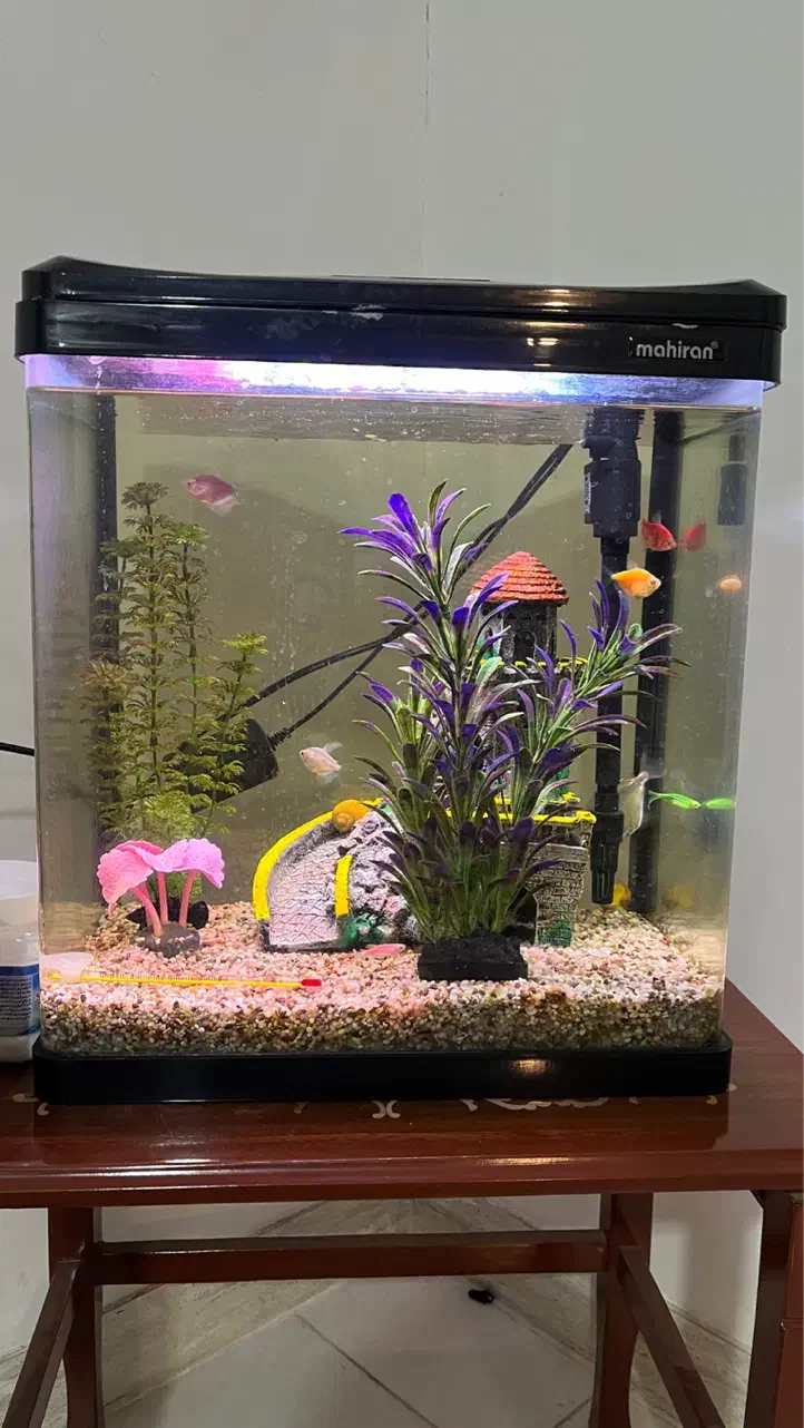 اکواریوم|ماهی|کرمانشاه, |دیوار