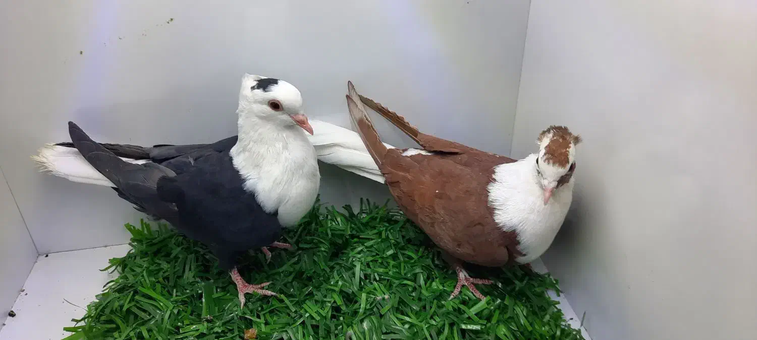 سرسفید دمسفید|پرنده|رفسنجان, |دیوار