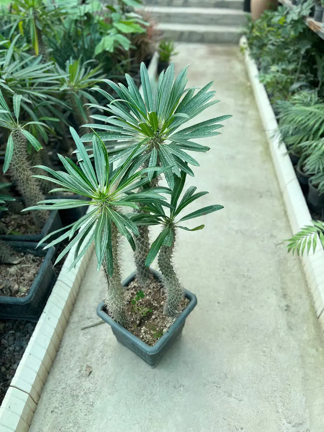 نخل ماداگاسکار|گل و گیاه طبیعی|رشت, بیجارپس|دیوار