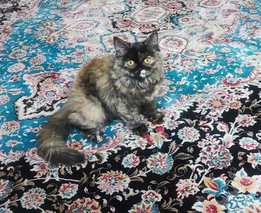 گربه فروشی|گربه|کرج, فاز ۴ مهرشهر|دیوار