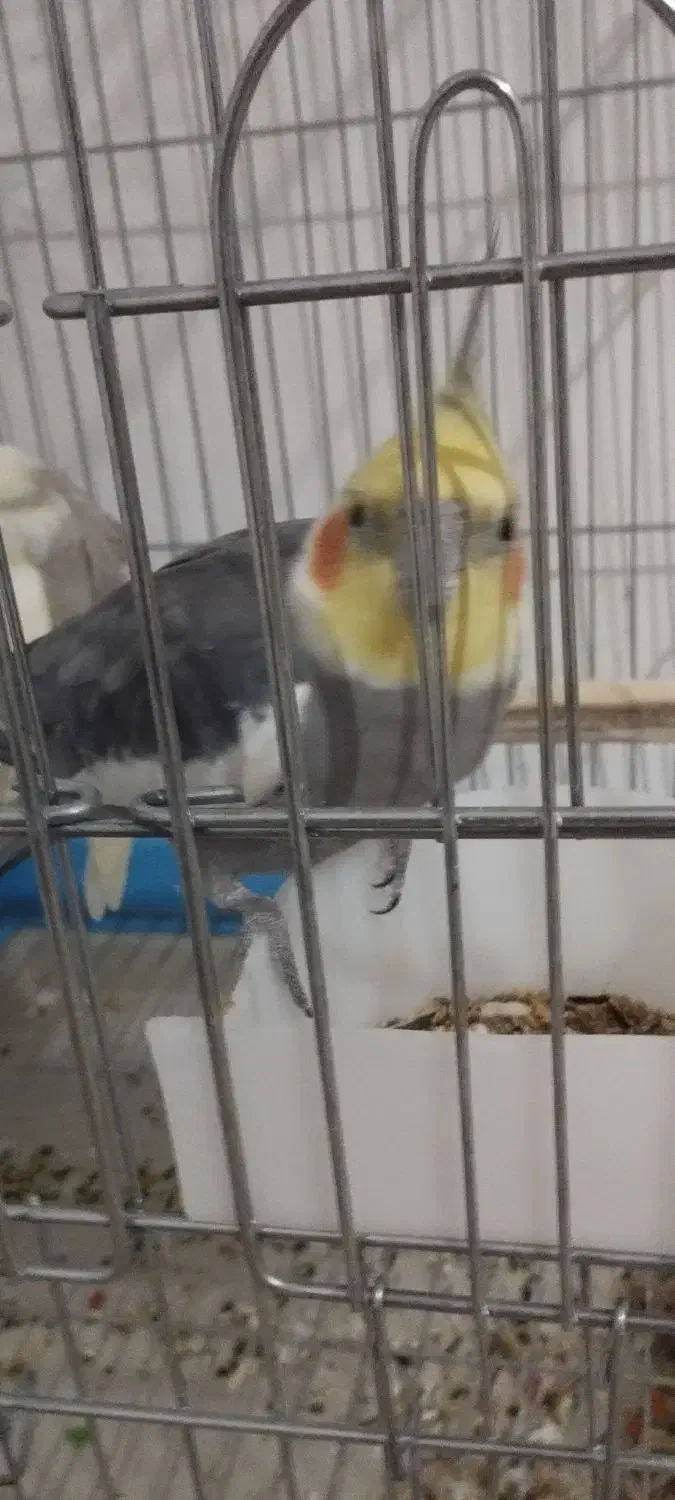 عروس هلندی|پرنده|اسلامآباد غرب, |دیوار