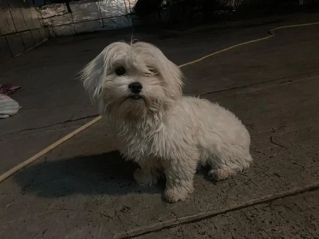 سگ پاکوتاه|سگ|خوی, |دیوار