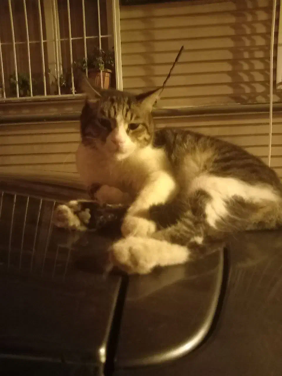 گمشده|حیوانات|ارومیه, |دیوار