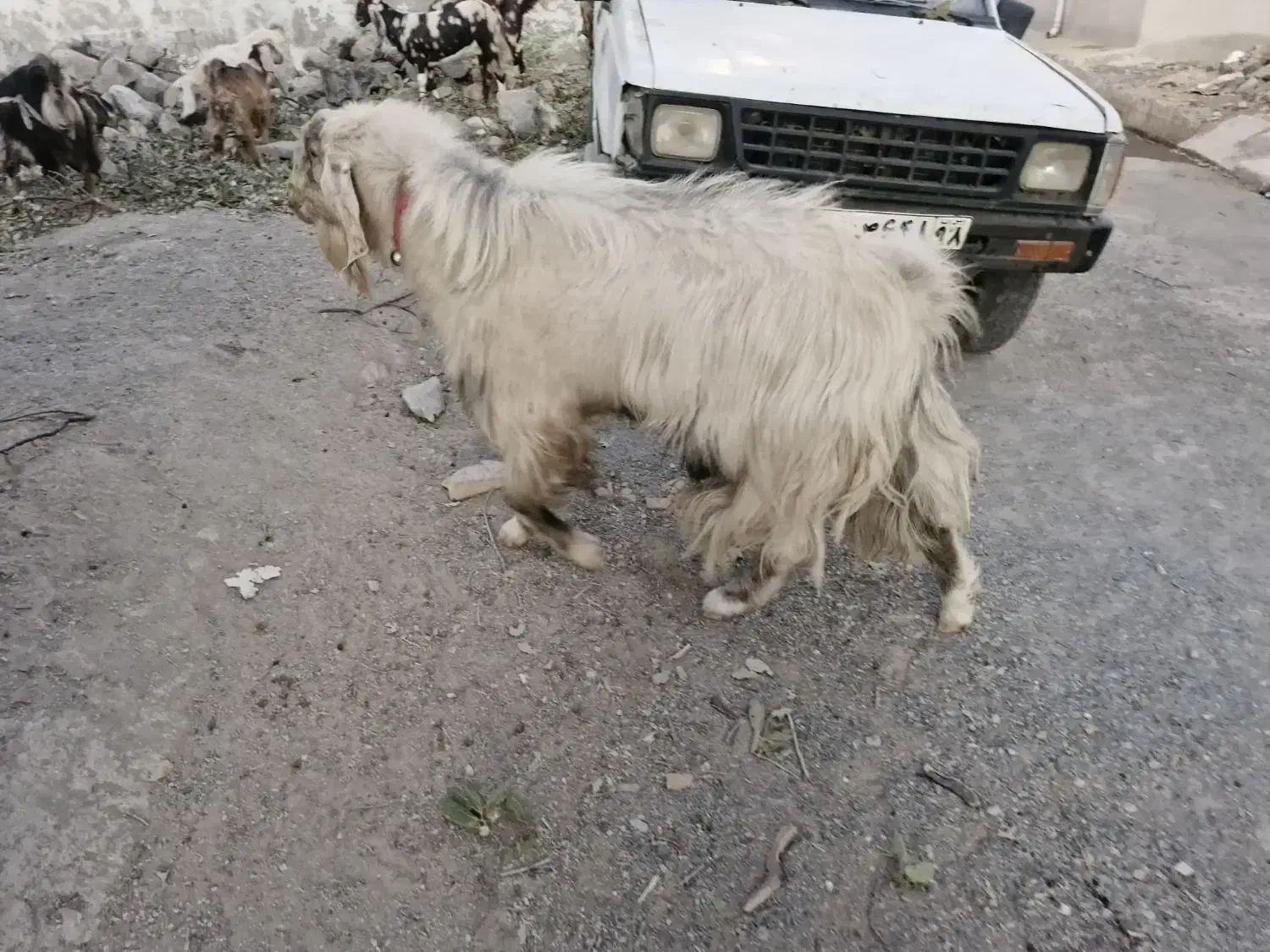 یک راس نر بز دو رگه جوان حدودا۱۸ ماهه زرنگ وبزرگ|حیوانات مزرعه|گچی, |دیوار