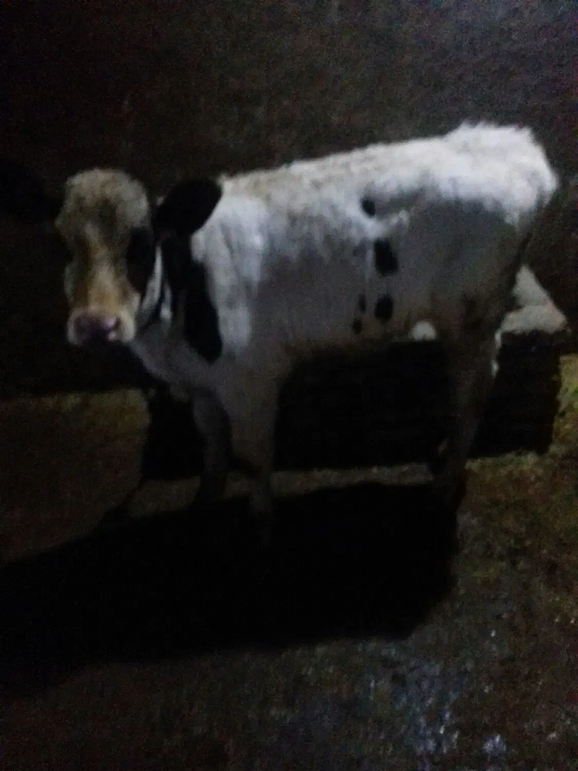 گوساله هلشتاین|حیوانات مزرعه|جونقان, |دیوار