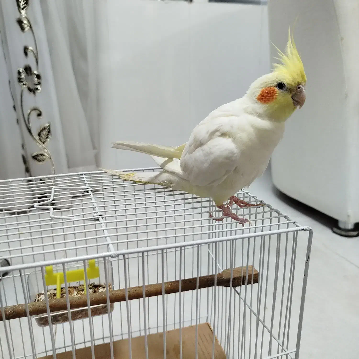 عروس هلندی لوتینوکاملا دستی|پرنده|لار, |دیوار