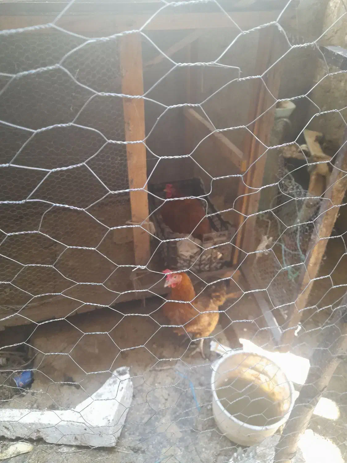 مرغ وخروس|حیوانات مزرعه|ساری, |دیوار