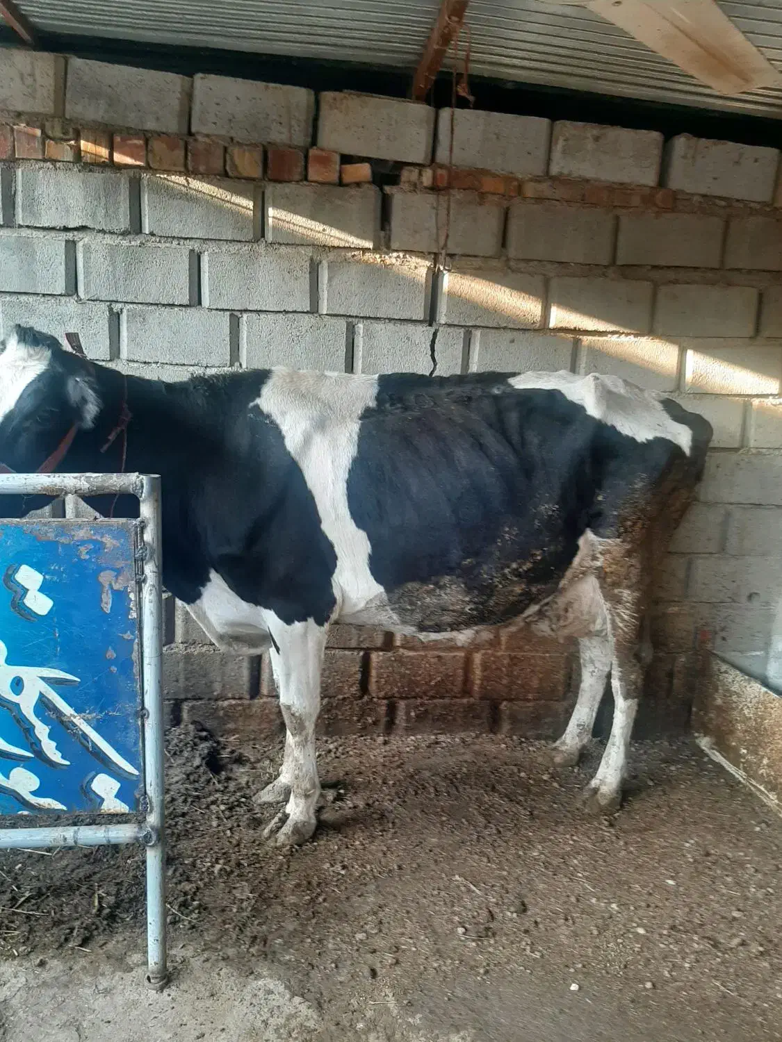 گاو هلشتاین صنعتی|حیوانات مزرعه|گنبد کاووس, |دیوار