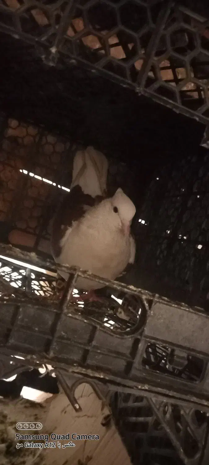 سه عدد کفتر سالم فروش فوری|پرنده|ملایر, |دیوار