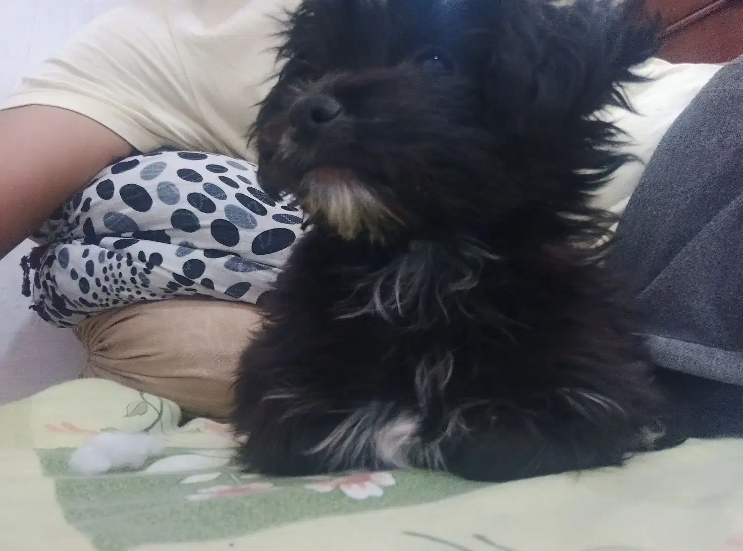 واگذاری شیتزو پامر|سگ|پاکدشت, پاکدشت (مامازند)|دیوار