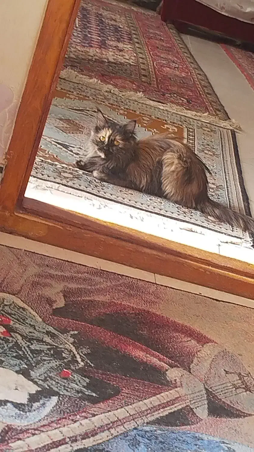 گربه پرشین تورترایس|گربه|مراغه, |دیوار