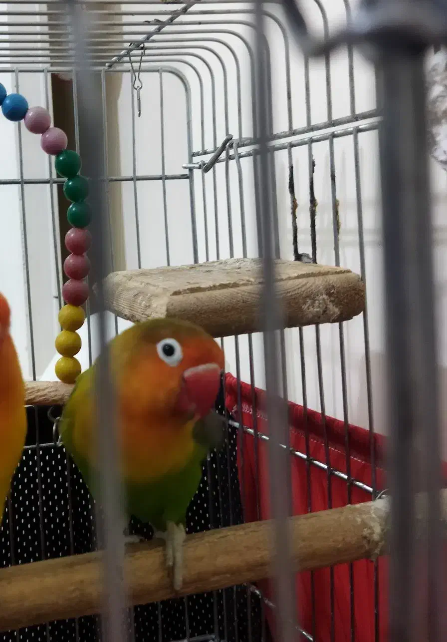 طوطی برزیلی|پرنده|کرمانشاه, |دیوار