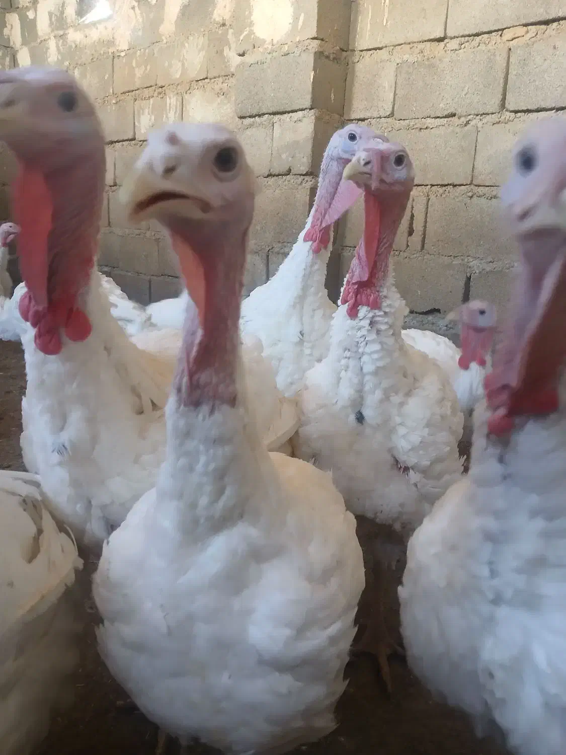 بوقلمون|حیوانات مزرعه|بیلوار, |دیوار