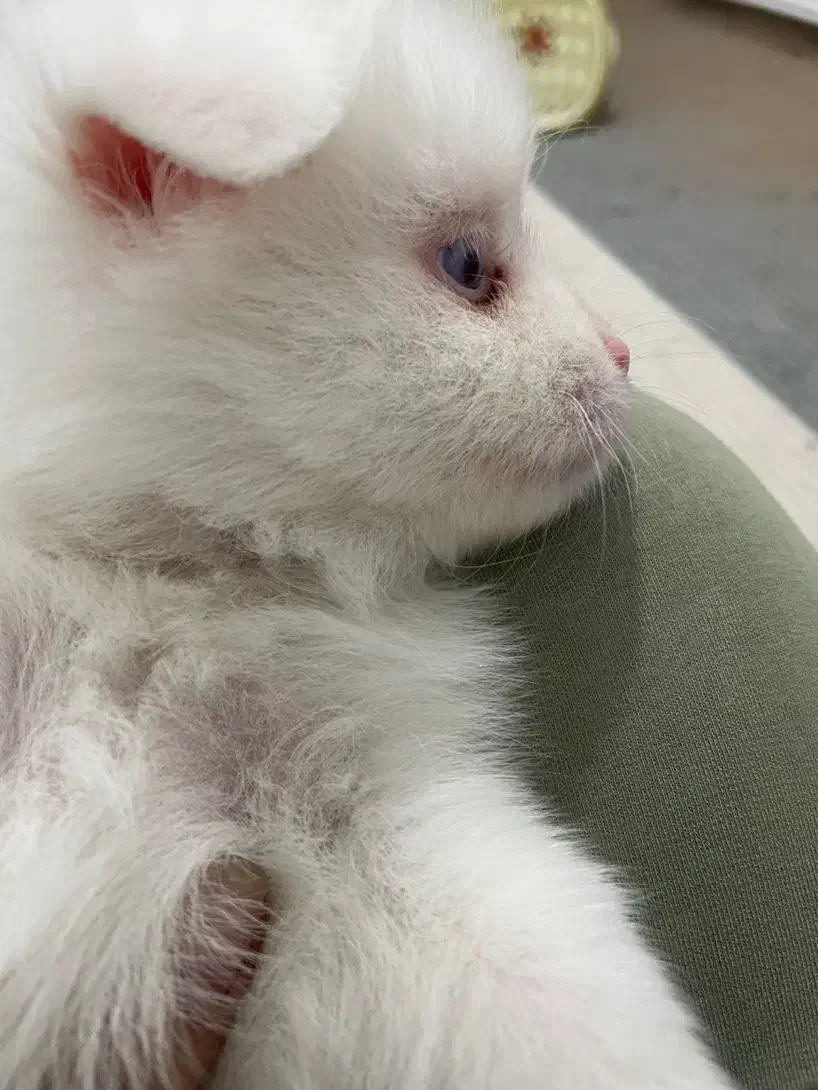 سگ فروشی|سگ|کاشان, راه آهن کاشان|دیوار