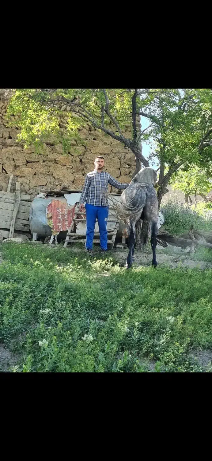 اسب نریان|حیوانات مزرعه|کرانی, |دیوار