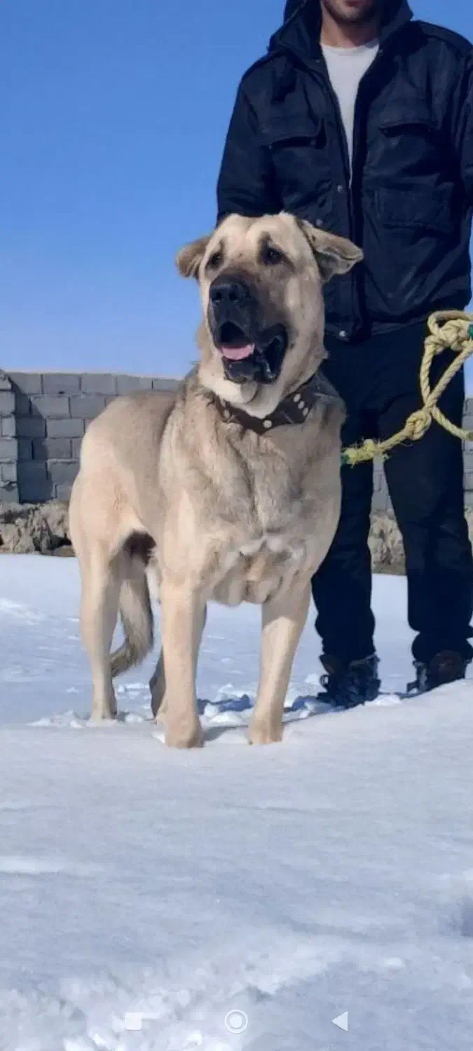 پژدر|سگ|شیروان (خراسان), |دیوار