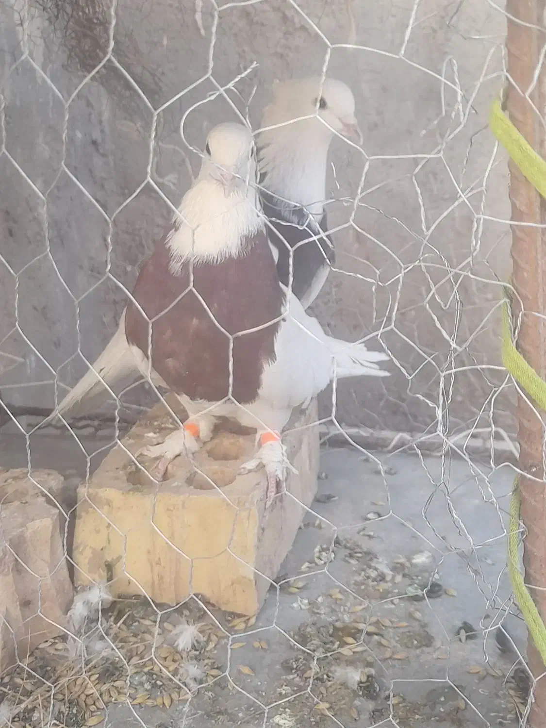 کفتر طوق|پرنده|آیسک, |دیوار