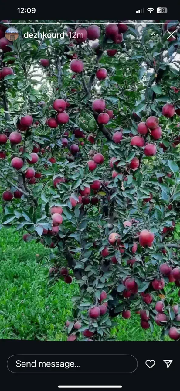 هرس وکود دهی انواع درختان|خدمات باغبانی و درختکاری|شیراز, آزادی|دیوار