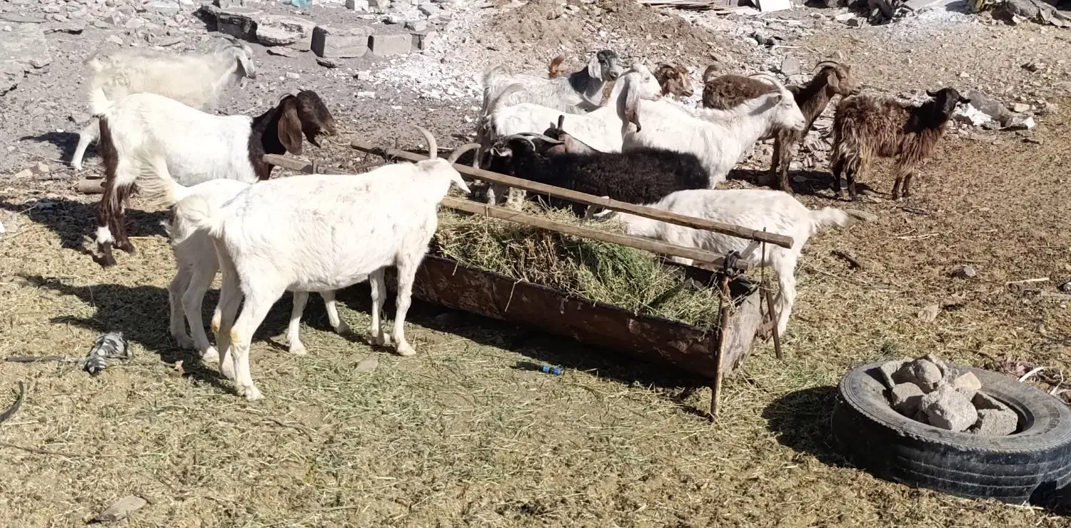 بز سائن پاکستانی|حیوانات مزرعه|کرمان, |دیوار