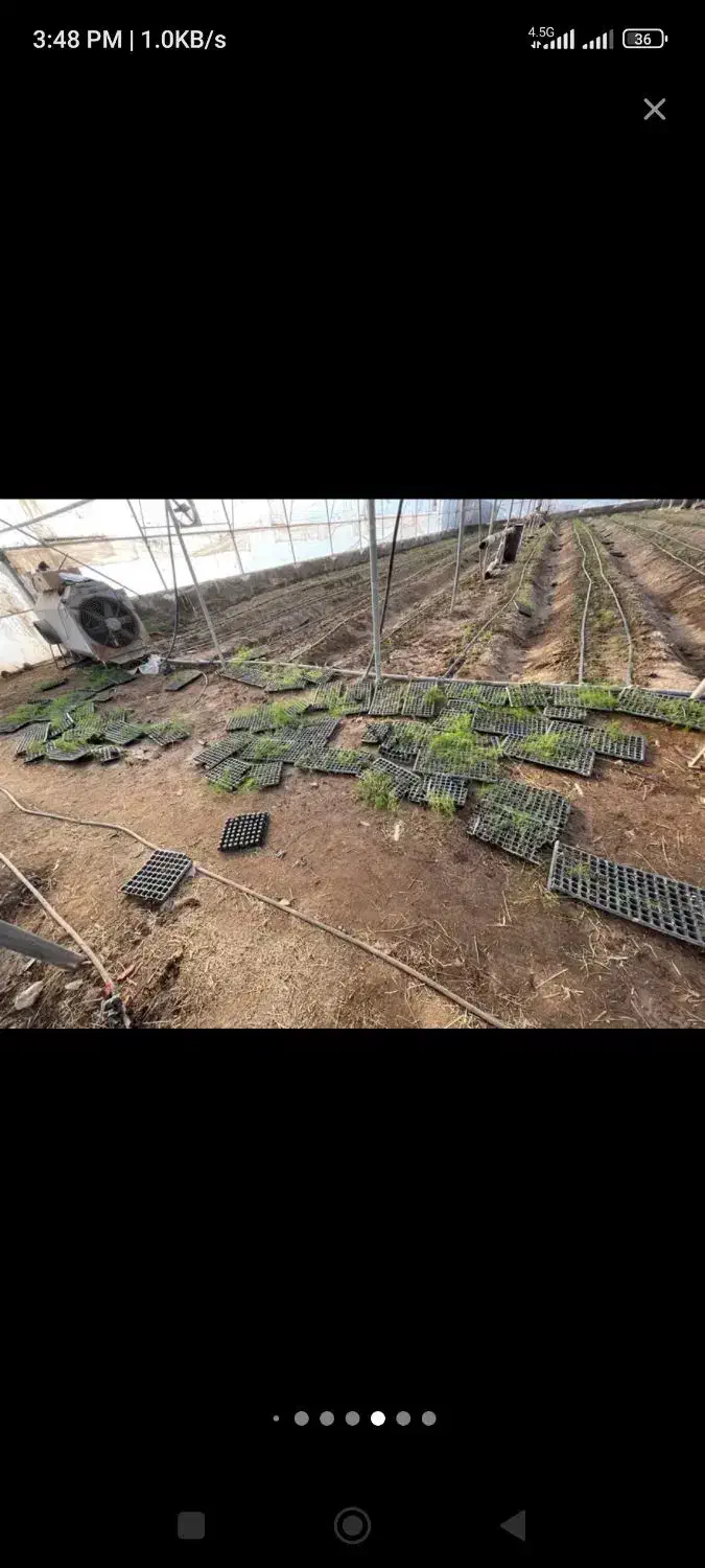 اجاره گلخانه 6000 متر فول جاده ابباریک|اجارهٔ دفتر صنعتی، کشاورزی، تجاری|جوادآباد, |دیوار