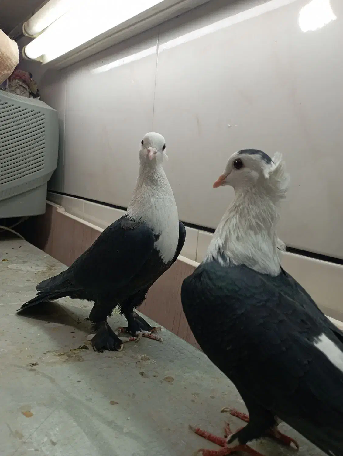 فرش|فرش|فردوس (خراسان), |دیوار