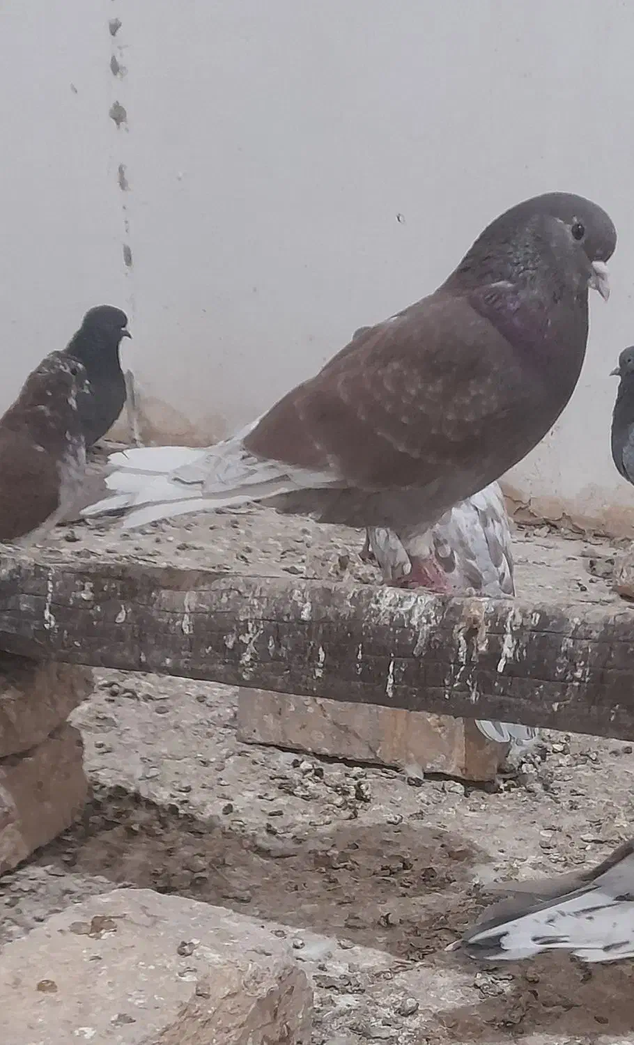 دوتا نر سرخ یکی دمسفید|پرنده|زابل, |دیوار