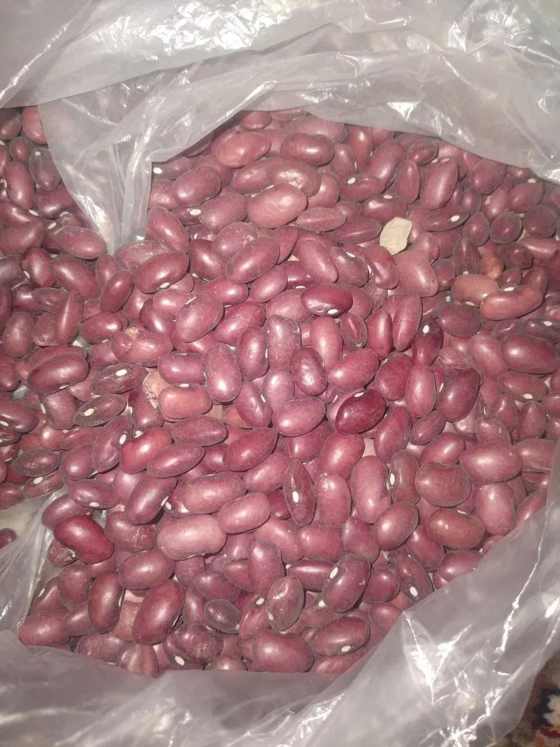 درجه|خوردنی و آشامیدنی|تهران, مخصوص|دیوار