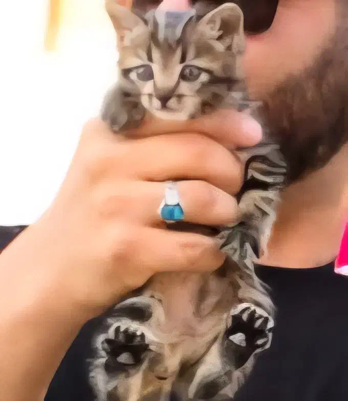 مژدگانی برای بچه گربه|گربه|آباده, |دیوار